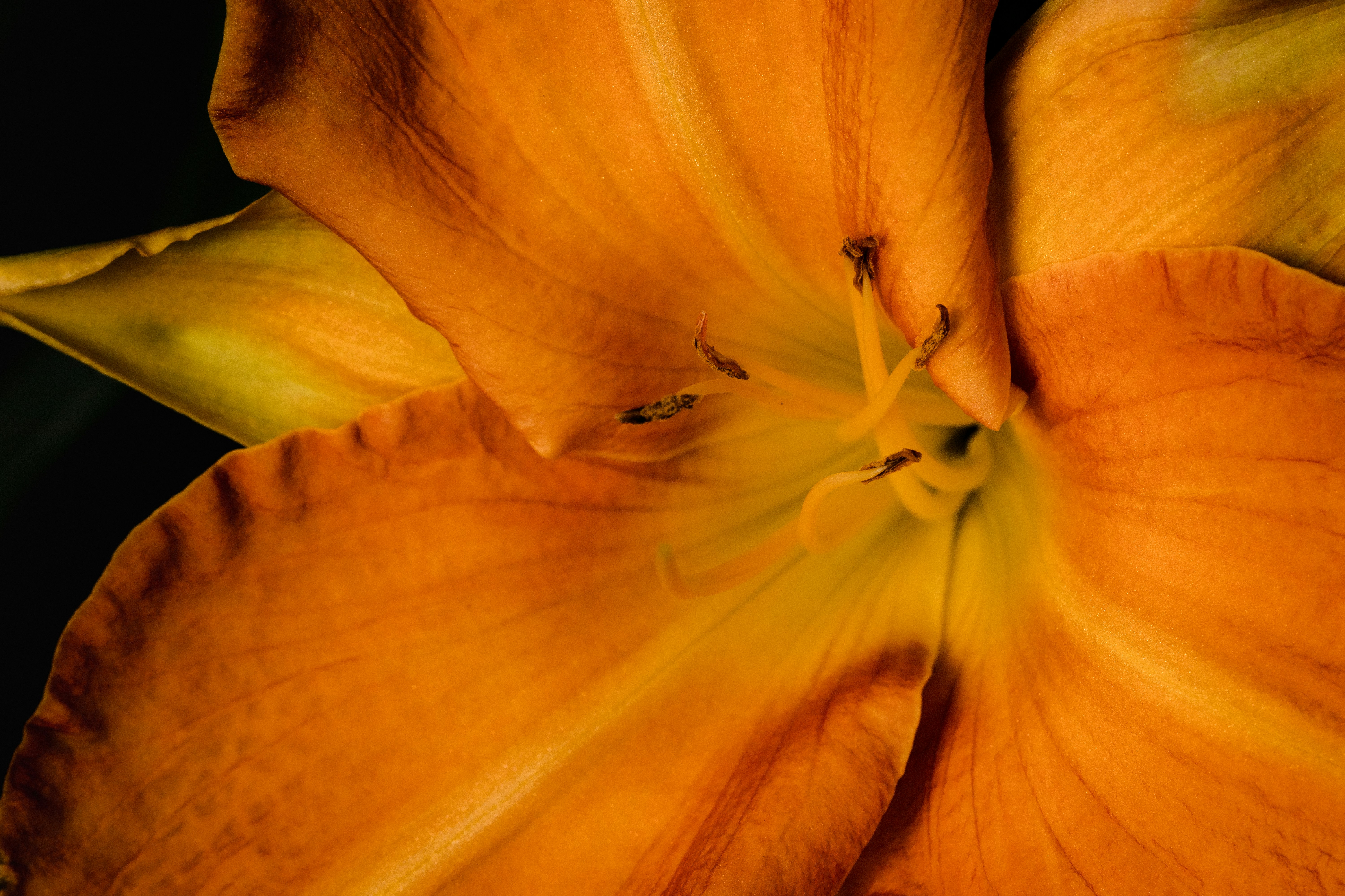 yellow flower in macro shot